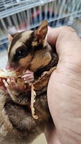 Sugar Glider Classic Grey (CG) 