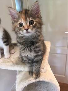 Persian Mainecoone Kitten
