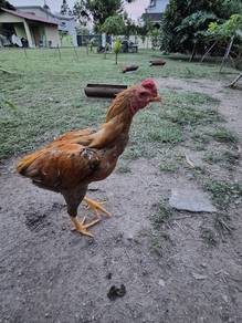 ayam siam, sabung,pakoy, ratu nokdeng ekor lidi