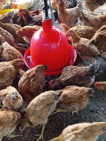 Ayam Kampung Kacuk