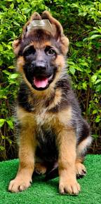 GERMAN SHEPHERD PUPPIES GSD224 🐻 Good structure