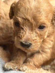 toy poodle 