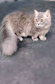 Munchkin 