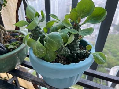 Euphorbia succulent