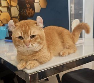 munchkin short leg male bsh
