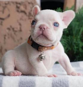 FRENCH BULLDOG PUPPIES 🌻VIP800 Boy -Girl
