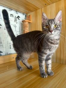 Mainecoone mix kitten