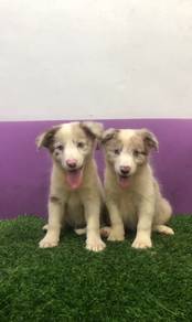 Border collie red merle MKA MICROCHIP