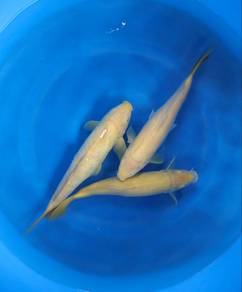 Japanese koi
