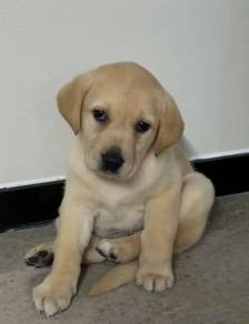 Labrador Retriever