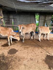 Lembu