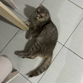 Scottish Fold & American Curl