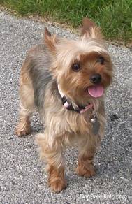 Yorkshire Terrier