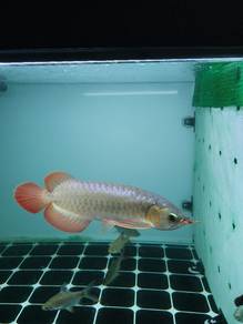 super red arowana sepauk