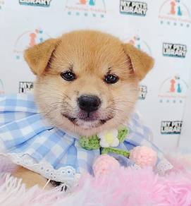 Shiba inu