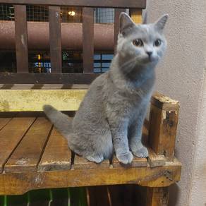 BSH Female