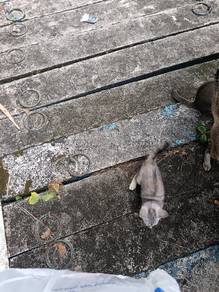 anak kucing for adoption