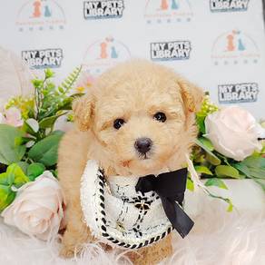 Poodle Toy