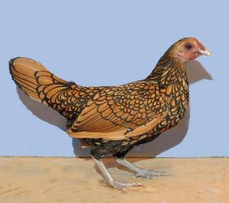 Golden Sebright