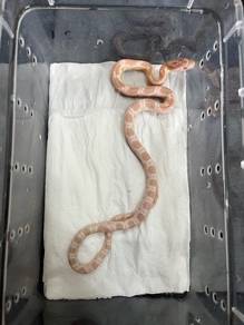 snow corn snake