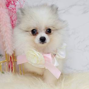 Pomeranian