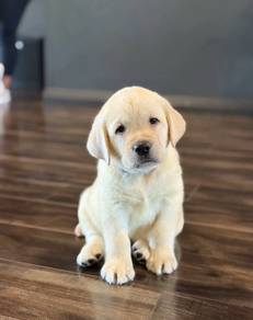 Labrador Retriever'