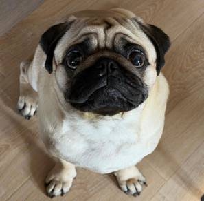 Pug