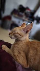 Kitten anak kucing dan ibu percuma