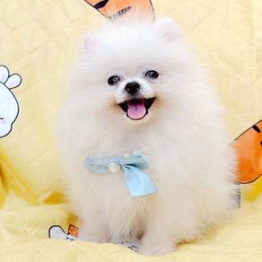 Pomeranian