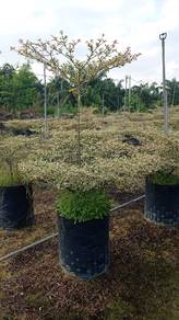 pokok Bucida Batik