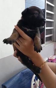 Belgian Malinois