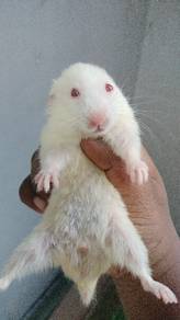 hamster 
