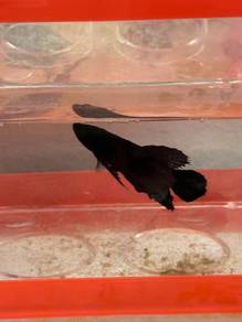 Betta fish super black ikan laga hitam Betta fish