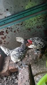 ayam batik