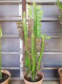 cathedral cactus 