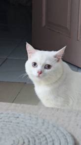 Bsh for mating