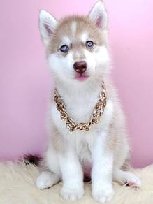 Pomsky