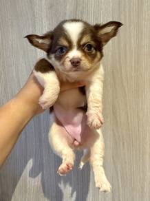 CHIHUAHUA PUPPIES 260 🌷Head Apple Cute Dog