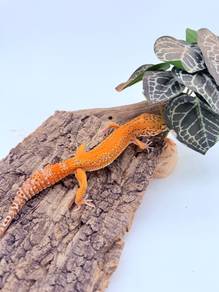Leopard Gecko