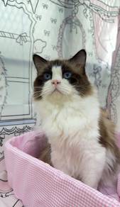 Seal Point Bicolor Ragdoll（Import）