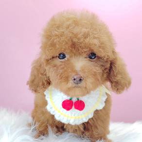 Poodle