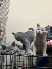 Kucing british shorthair cat murah kucing BSH bsh