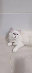 seal point ragdoll