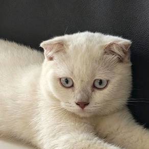 female bsh scottish 3 bulan