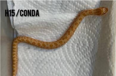 Western Hognose Snake