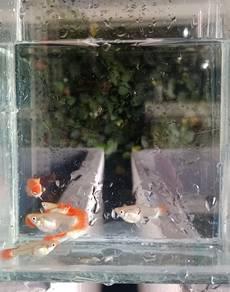ikan guppy