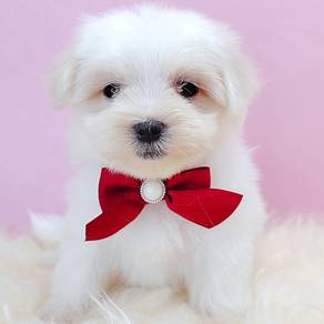 Maltese