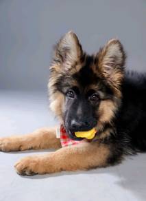 German Shepherd