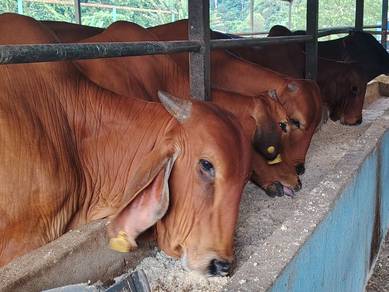 cow for sell