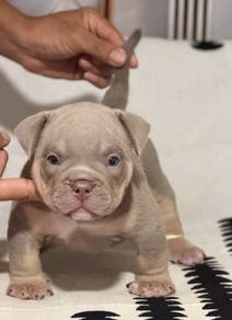 AMERICAN BULLY PUPPIES D46 🐻 Exotic Male Female